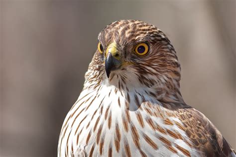 Identifying hawks. Things To Know About Identifying hawks. 